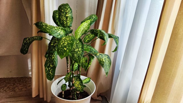 Для здоровья корней диффенбахии необходим лёгкий, воздухопроницаемый грунт. Плотная земля задерживает влагу и провоцирует гниль. Горшок должен быть лишь немного больше корневого кома и обязательно с дренажными отверстиями. Для здоровья корней диффенбахии необходим лёгкий, воздухопроницаемый грунт. Плотная земля задерживает влагу и провоцирует гниль. Горшок должен быть лишь немного больше корневого кома и обязательно с дренажными отверстиями.