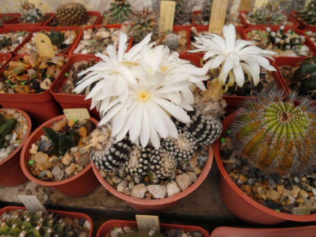 Дискокактус Хорсти (Discocactus horstii) Дискокактус Хорсти с характерным опушением