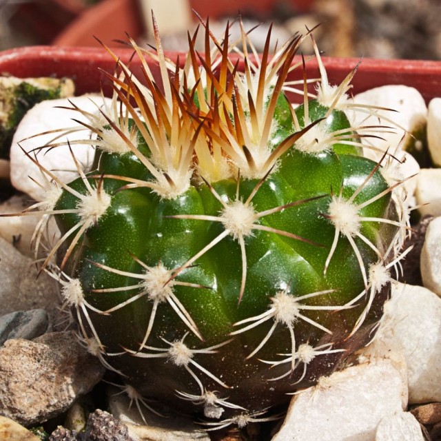 Дискокактус незамечательный (Discocactus pseudoinsignis) Дискокактус незамечательный в горшке