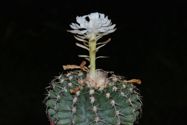Дискокактус семиколючковый (Discocactus heptacanthus) Дискокактус семиколючковый в гравийном субстрате