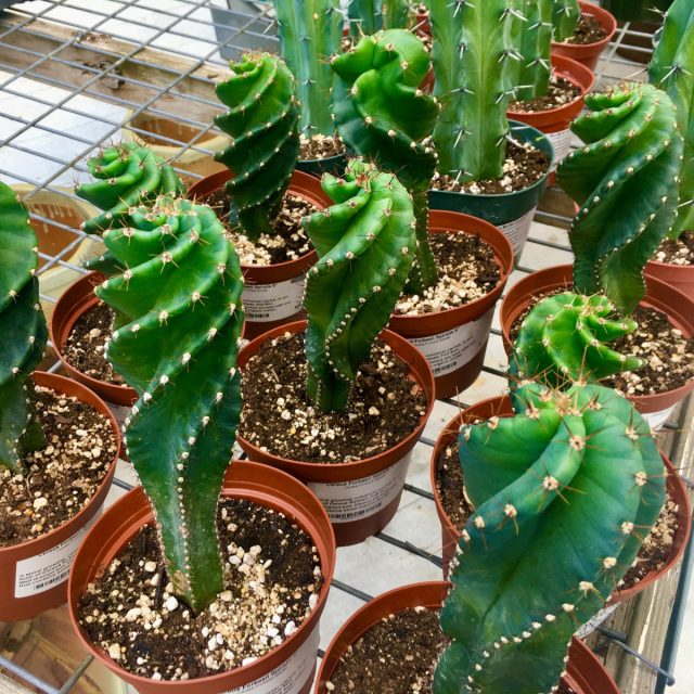 Цереус форбеси «Спиралис» (Cereus forbesii 'Spiralis') Кактус Cereus forbesii Spiralis в интерьере