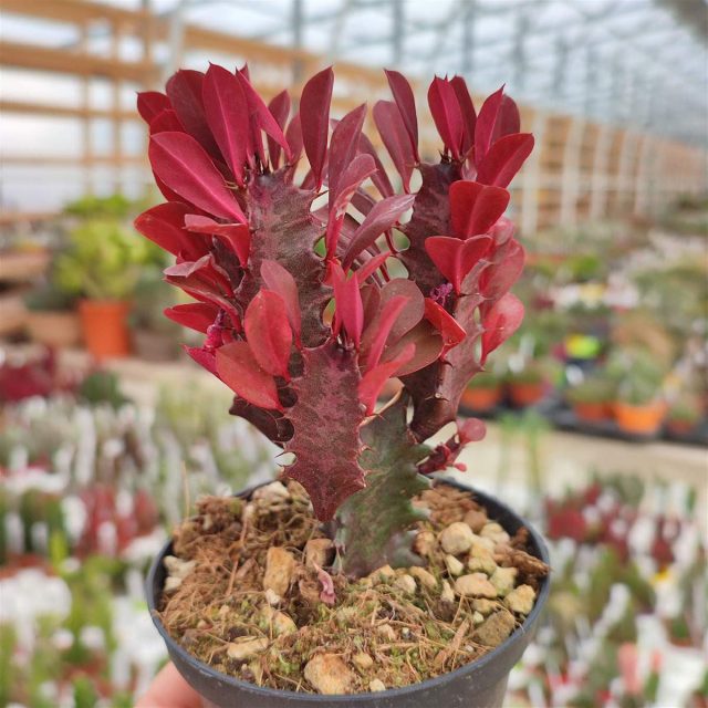Молочай трехгранный «Рубра» (Euphorbia trigona 'Rubra') Euphorbia trigona Rubra
