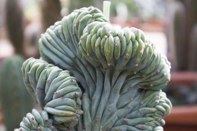 Миртиллокактус «Форма Кристата» (Myrtillocactus geometrizans 'Forma Cristata') Кристатная форма миртиллокактуса