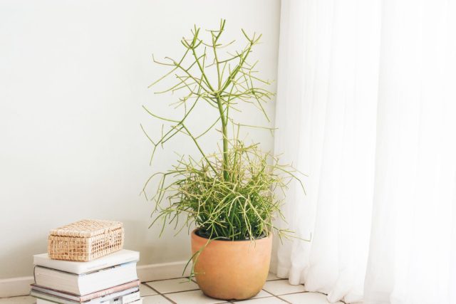 Молочай тирукалли (Euphorbia tirucalli) Euphorbia tirucalli в горшке