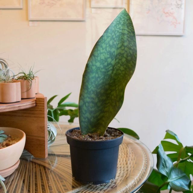 Сансевиерия Масониана «Китовый плавник» (Sansevieria masoniana 'Whale Fin') Сансевиерия Whale Fin