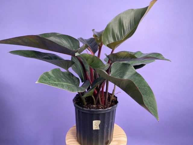Филодендрон «Конго Роджо» (Philodendron 'Congo Rojo') Филодендрон Congo Rojo