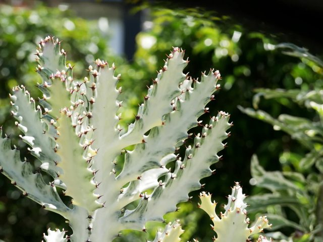 Молочай «Вайт Гоуст» (Euphorbia lactea 'White Ghost') Euphorbia lactea White Ghost