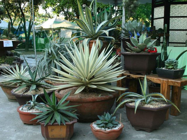 Агавы (Agave) производят неизгладимое впечатление Агава в интерьере