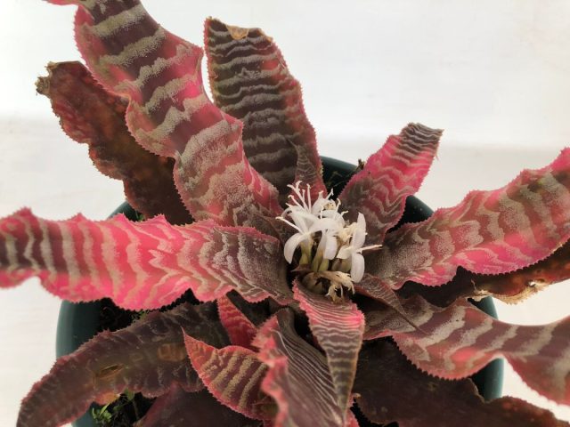 Криптантус «Элайн» (Cryptanthus 'Elaine') Cryptanthus Elaine