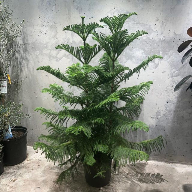 Араукария (Araucaria) одна из немногих комнатных хвойных растений Араукария в горшке