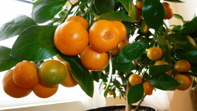 Мандариновое дерево (Citrus reticulata) Взрослое мандариновое дерево в горшке