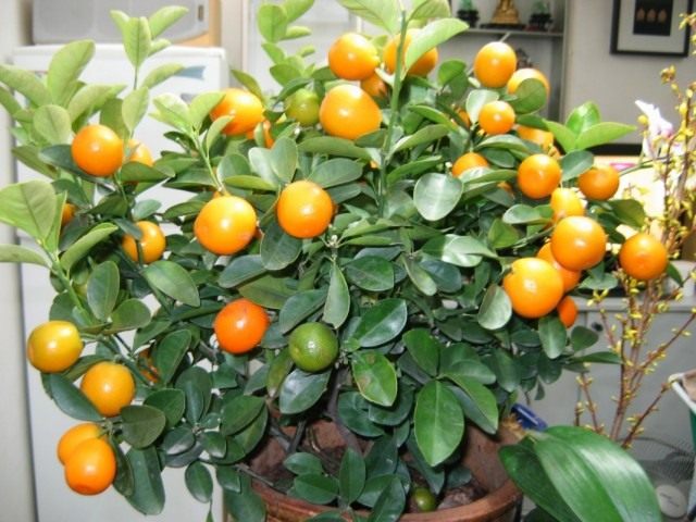 Мандариновое дерево (Citrus reticulata) Сформированная крона домашнего мандарина