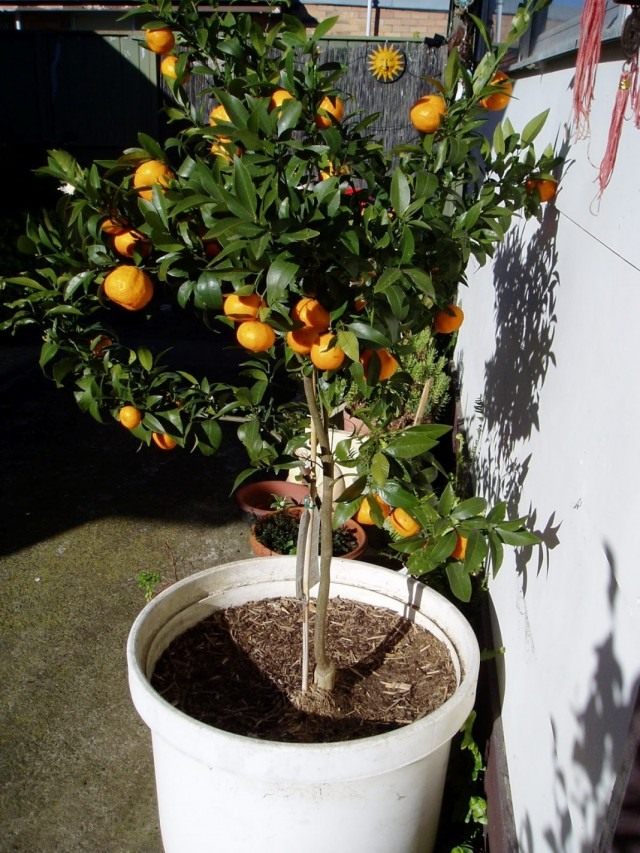 Мандариновое дерево (Citrus reticulata) Здоровое мандариновое дерево