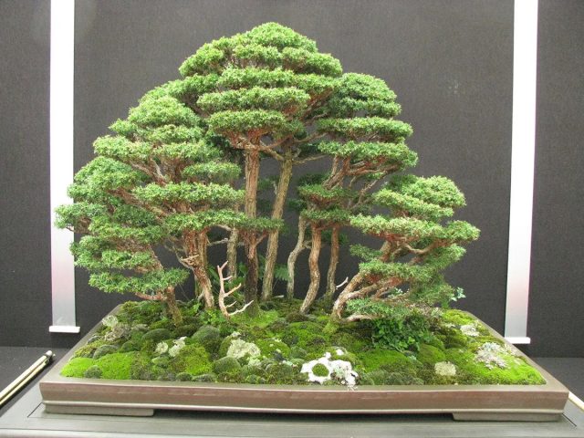 Uy interyerlarida Cryptomeria japonica