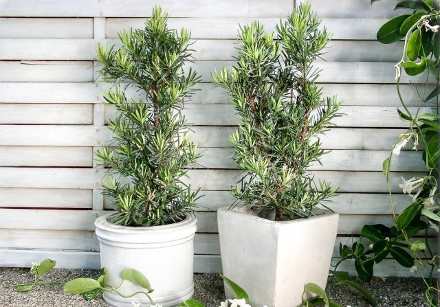 Ichki qismdagi Podocarpus