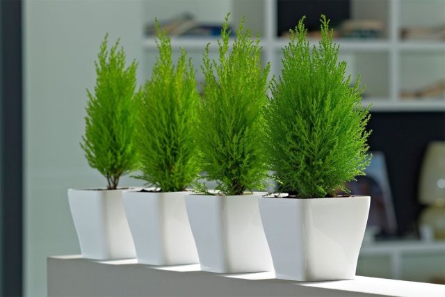 Keng qozonda Thuja