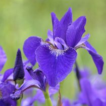 Ирис сибирский (Iris sibirica) Ирис сибирский (Iris sibirica)