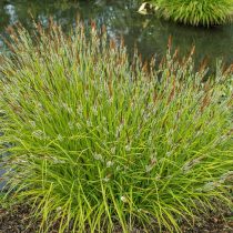 Осока высокая «Аурея Осока высокая «Аурея» (Carex elata 'Aurea')
