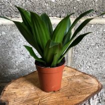 Драцена душистая (Dracaena fragrans), сорт «Компакта» (Compacta) Компактная форма драцены