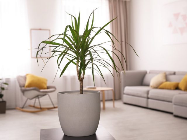 Как правильно ухаживать за драценой в домашних условиях чтобы листья не сохли и растение росло здоровым