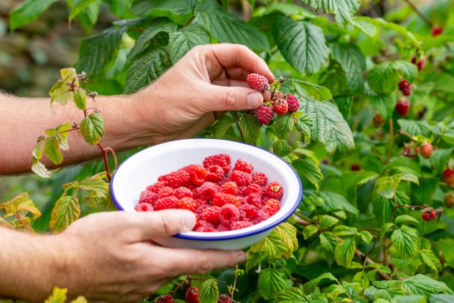 Мәңгілік жеміс беретін сорттардың танымалдылығы көбінесе олардың дәстүрлі таңқурайға тән көптеген кемшіліктерінің болмауына байланысты.