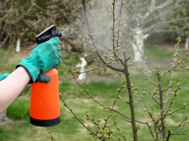Экологичная весенняя обработка плодового сада для защиты от вредителей и болезней