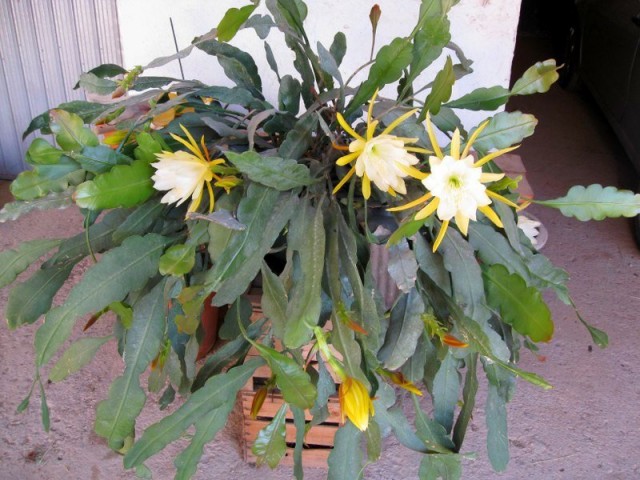 Эпифиллюм зазубренный (Epiphyllum crenatum) Эпифиллюм зазубренный с характерными краями стеблей