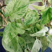 Эпипремнум золотистый (Epipremnum aureum), сорт 'Marble Queen' Сорт эпипремнума Marble Queen
