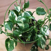 Эпипремнум золотистый (Epipremnum aureum), сорт 'Enjoy' Сорт эпипремнума Enjoy