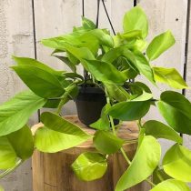Эпипремнум золотистый (Epipremnum aureum), сорт 'Golden Pothos' Сорт эпипремнума Golden Pothos