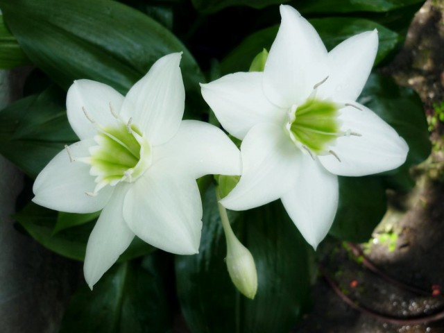 Эухарис крупноцветковый (Eucharis grandiflora) Соцветие эухариса крупноцветкового