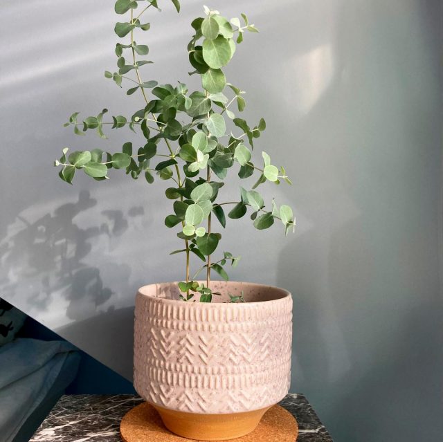 Эвкалипт (Eucalyptus) Внешний вид взрослого эвкалипта припудренного с характерными сизыми листьями