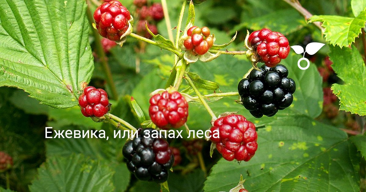 Выращивание садовой ежевики: посадка, уход и лучшие сорта
