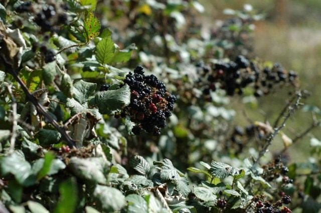 Ежевика кустистая (Rubus fruticosus) Ежевика кустистая (Rubus fruticosus)