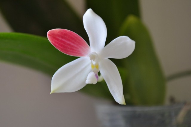 Фаленопсис тетраспис (Phalaenopsis tetraspis) C1 Клон фаленопсиса тетраспис C1