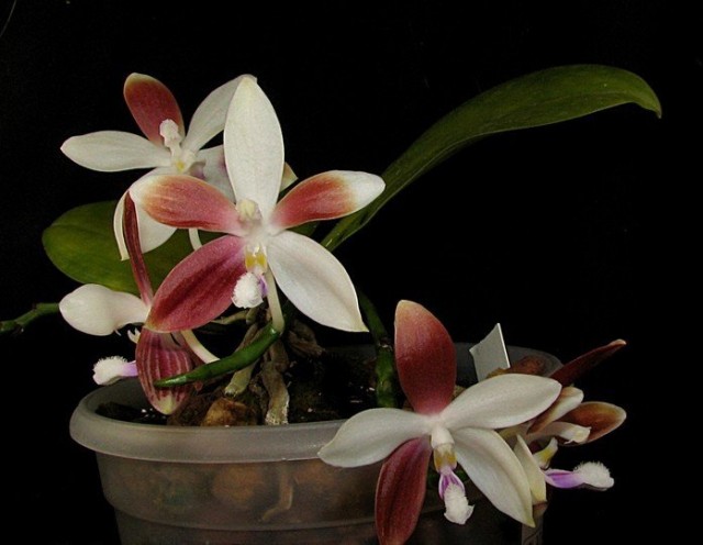 Фаленопсис тетраспис 'Red and White' Цветение сорта Red and White
