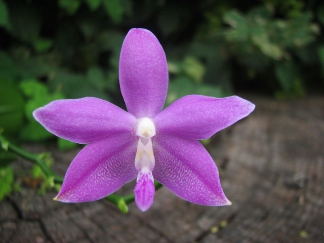 Фаленопсис тетраспис 'Purple Blue' Сорт Purple Blue