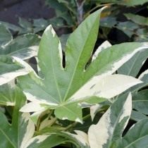 Пестролистная форма фатсии Variegata