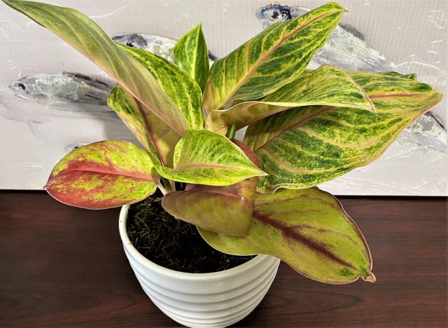 Аглаонема «Голден флюорит» (Aglaonema 'Golden Fluorite') Аглаонема Голден флюорит с розовыми прожилками