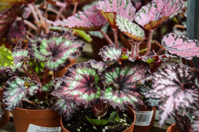 Бегония Рекс (Begonia rex) Бегония Рекс с разноцветными листьями