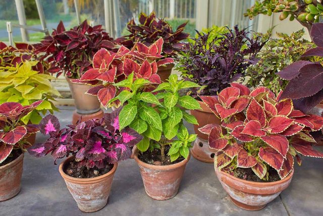 Колеус (Coleus) Яркий колеус в горшке