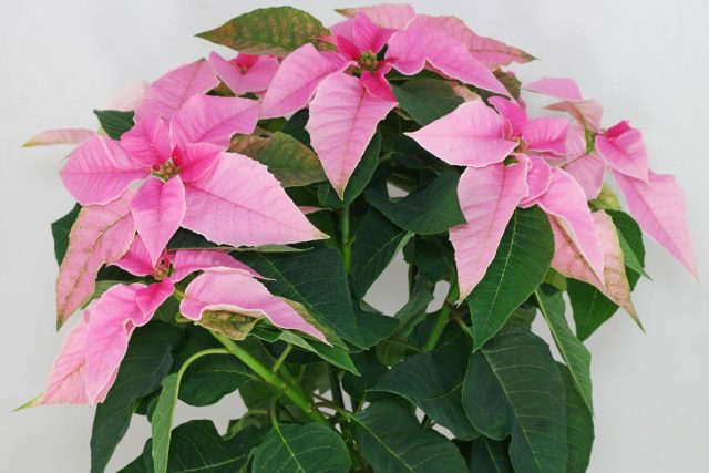 Пуансеттия (Euphorbia pulcherrima) Пуансеттия с яркими прицветниками