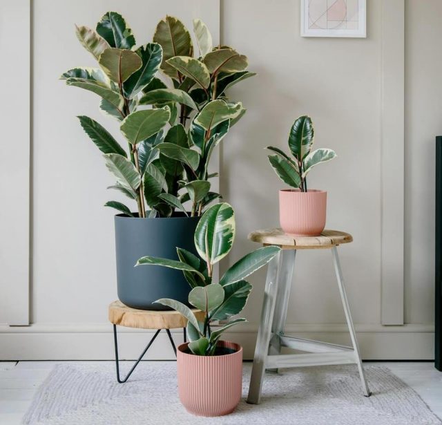 Фикус эластика, или Каучуконосный (Ficus elastica), сорт «Тинеке» (Tineke) Лист сорта Тинеке с характерным пестрым рисунком
