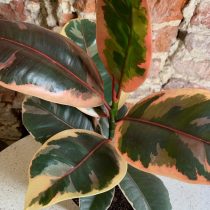 Фикус эластика, или Каучуконосный (Ficus elastica), сорт «Белиз» (Belize) Фикус сорта Белиз в светлом помещении