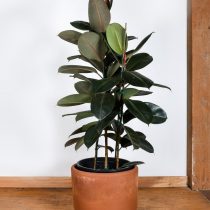 Фикус эластика, или Каучуконосный (Ficus elastica), сорт «Бургунди» (Burgundy) Обрезка верхушки для стимуляции роста боковых побегов