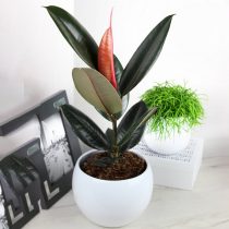Фикус эластика, или Каучуконосный (Ficus elastica), сорт «Абиджан» (Abidjan) Правильный полив фикуса