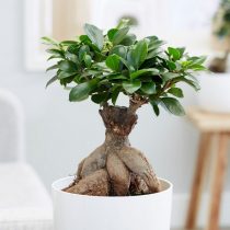 Фикус микрокарпа (Ficus microcarpa), сорт «Гинсенг» (Ginseng) Сорт фикуса Гинсенг с выраженными корнями