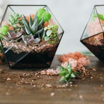 Кең ыдыстағы суккуленттердің құрамы