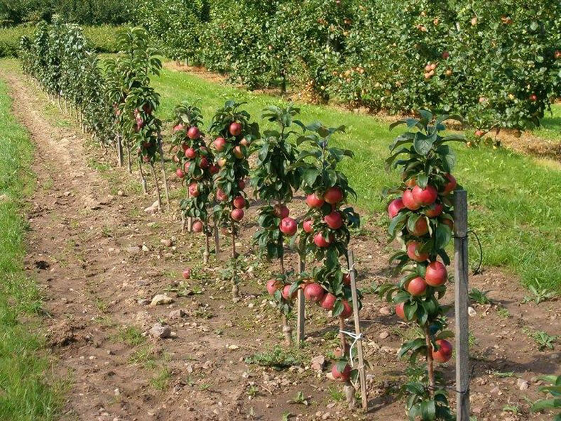 Обрезка молодой яблони для формирования правильной кроны