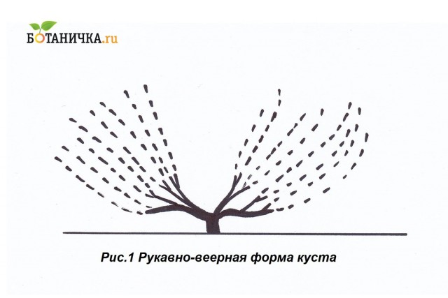 Рукавно-веерная схема формирования винограда